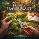 How to Prune a Prayer Plant